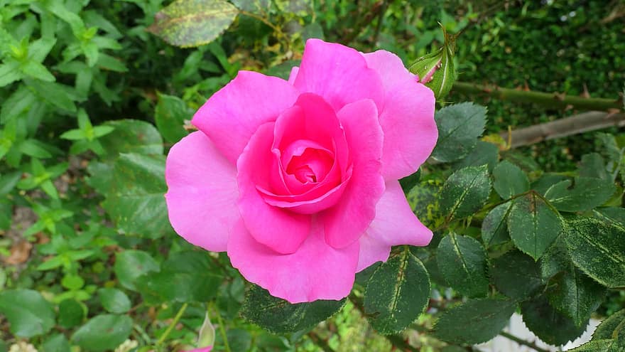 mawar, bunga, berwarna merah muda, bunga-bunga, keindahan, angka, romantis, menanam, hari Valentine, taman, bau