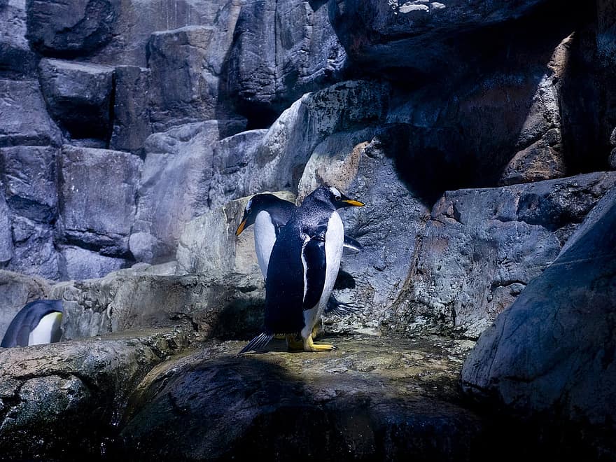 penguins, aquarium, water, pinguïn, dier