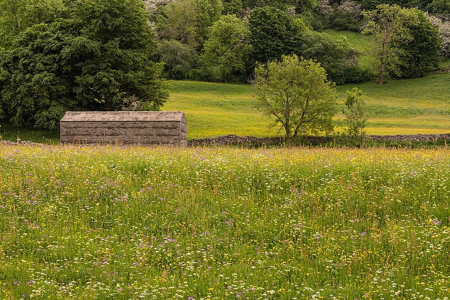 сухие каменные стены, луг, полевые цветы, Йоркшир, стена, сельская местность, поле, сарай, сельхозугодий