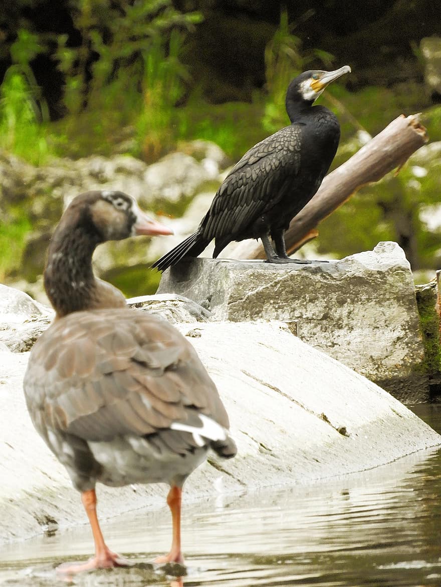 Cormorant, Greylag Goose, Birds, Water Birds, Animals, Waterfowls, Plumage, Feathers, Lake, Water, Beaks