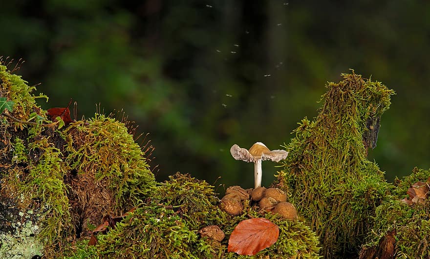 houba, les, mech, bezcenný materiál, Příroda
