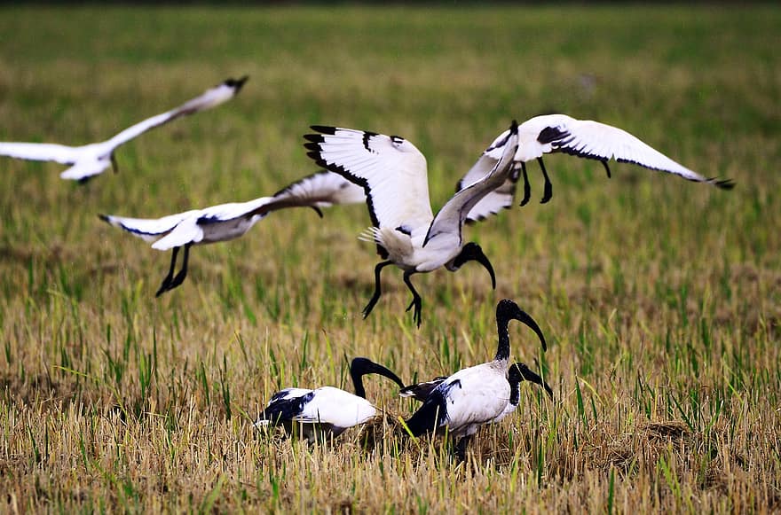 ibis, fåglar, djur, vingar, fjädrar, fjäderdräkt, sedlar, djurvärlden, flyg, fågelskådning, fält