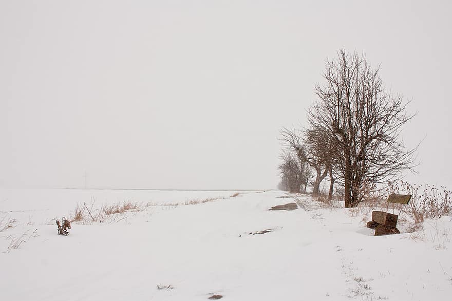 Field, Snow, Fog, Winter, Snowy, Wintry, Frost, Ice, Cold, Trees, Landscape