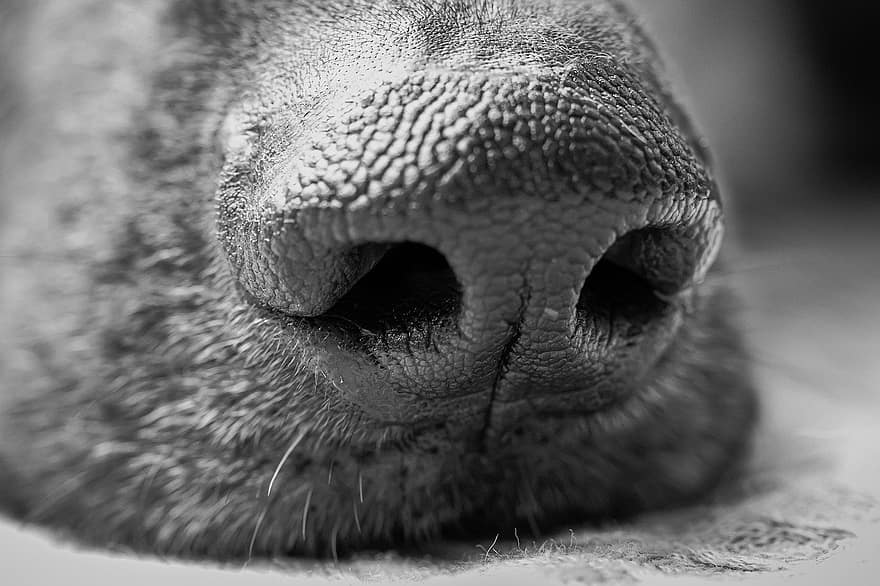 hundens nese, hundesnut, hund, dyr, nærbilde, kjæledyr, pattedyr, canine, husdyr, dyr hode, natur