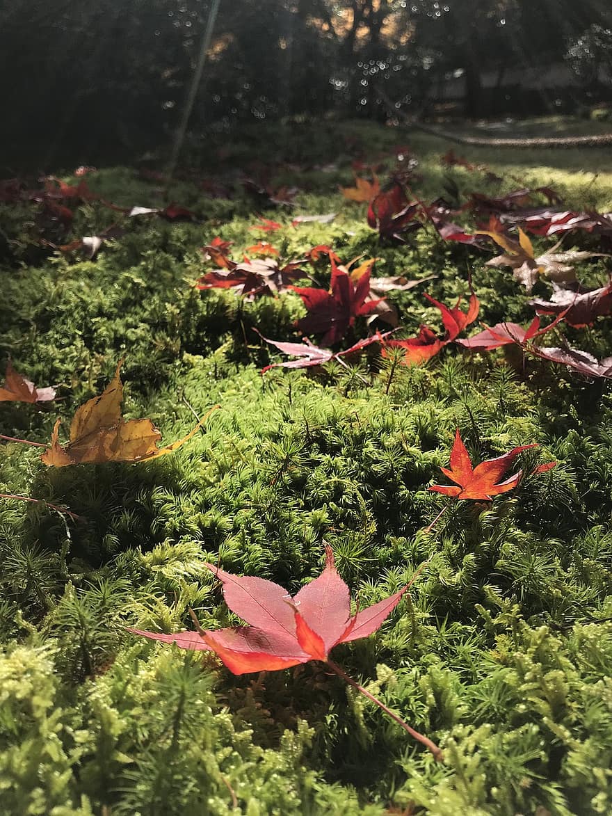 le foglie, muschio, autunno, foglie d'acero, foglie rosse, torba, piante, natura
