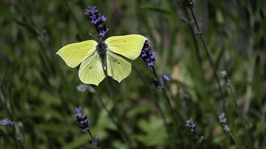 Příroda, motýl, entomologie, opylování, křídla, jaro, květ, zvíře, detail, letní, zelená barva