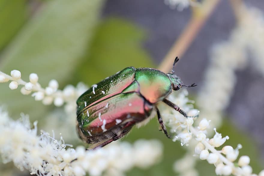 kumbang mawar, kumbang, serangga, mekar, berkembang, alam, hijau, hama, menanam, hewan, makro