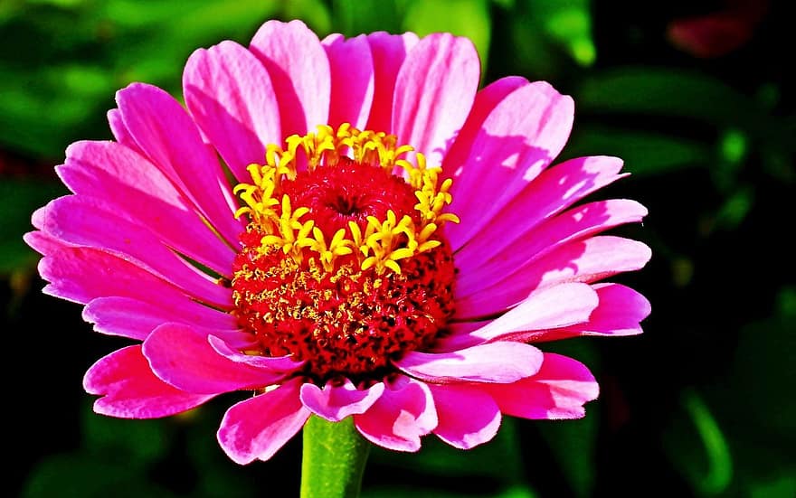 Flowers, Zinnia, Blooming, Garden, Summer, flower, close-up, plant, petal, flower head, botany