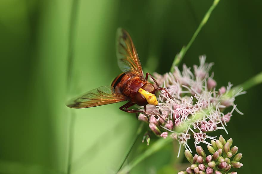 Protecția Pxclimei, hornet hoverfly, Hover Flying, insectă, poleniza, polenizare, aripă, entomologie, natură, a închide, macro