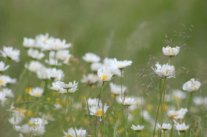 Flower, Nature, Meadow, Grasses, Marguerite, Spring