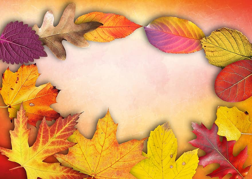 осень, баннер, плакат, текстовое окно, приглашение, карта, гранж, листья, красочный, веселый, цветной