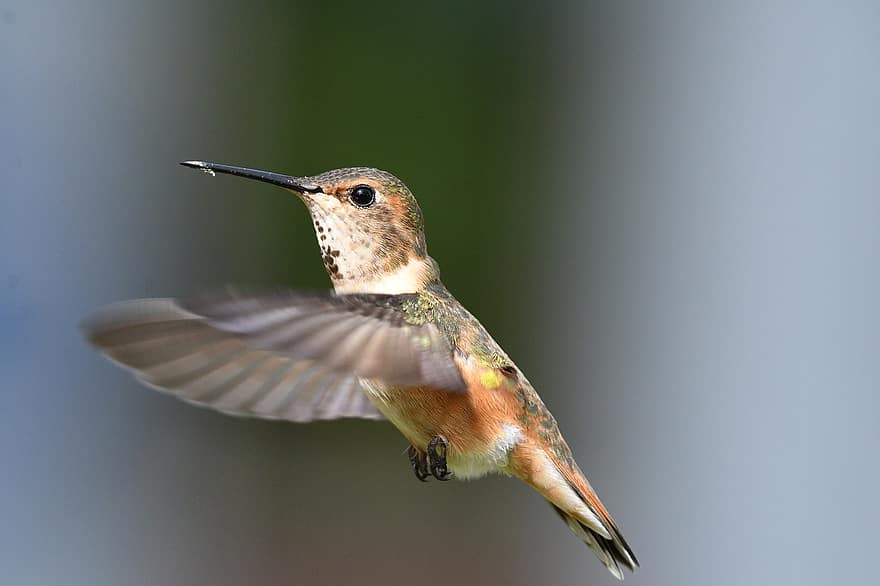 Vrouwelijke Rufous Hummingbird, vlucht, kolibrie, bek, coulissen, vliegende vogel, ave, aviaire, vogelkunde, birdwatching, dier