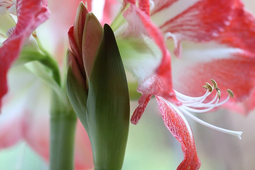 Amaryllis, Bud, Blossom, Bloom, Petals, Flower, Stamens, Nature, Botany, close-up, plant