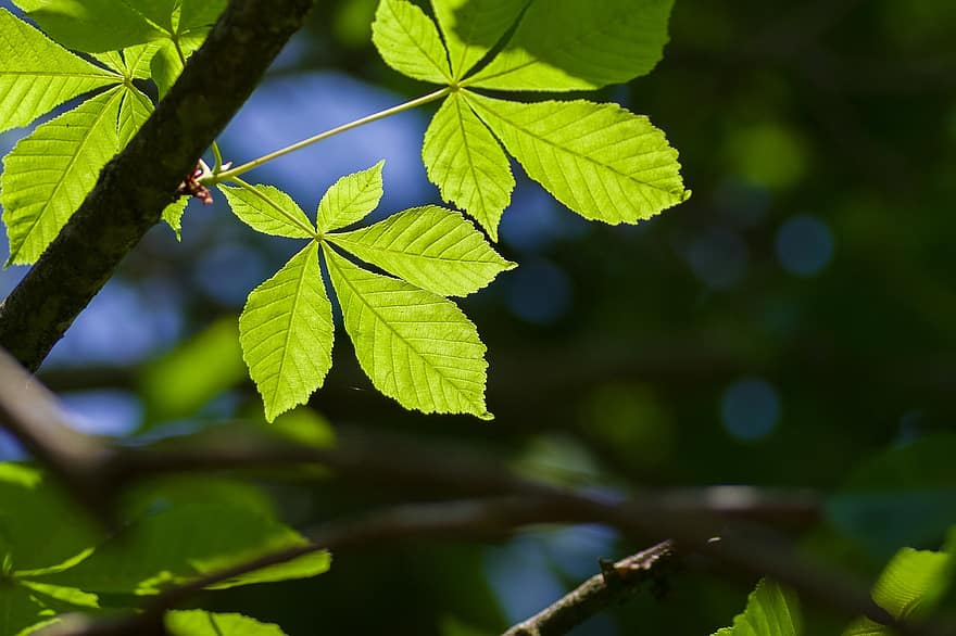 Chestnut, Leaf, Tree, Sky, Fuenfgliedrig, Nature, Environment, Green, Branch, Sun, Sunlight