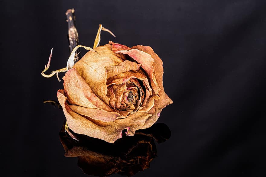 Rose, Flower, Dried Flower, Petals, Dried Petals, Reflection, Blossom, Dried, Decay, Flora