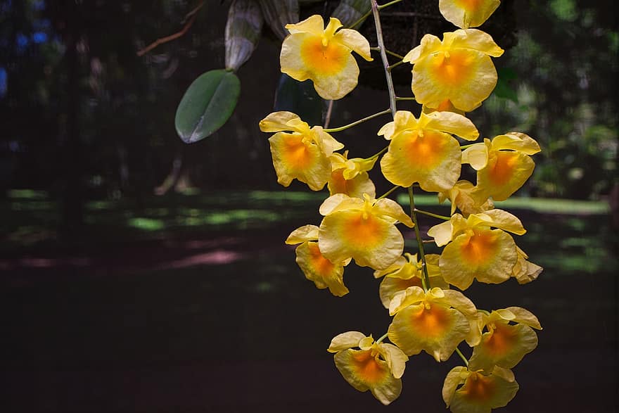 Blume, Orchidee, Pflanze, Costa Rica, blühend, Flora, exotisch, Wachstum, Botanik, blühen, Gelb