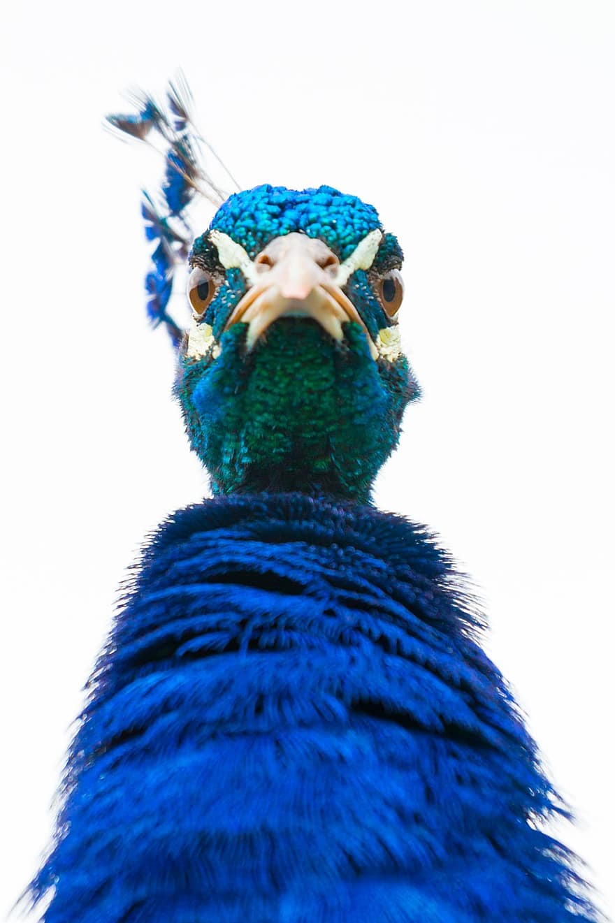pájaro, pavo real, plumas, pico, animal, vistoso, detalle, elegancia, cabeza, orgullo