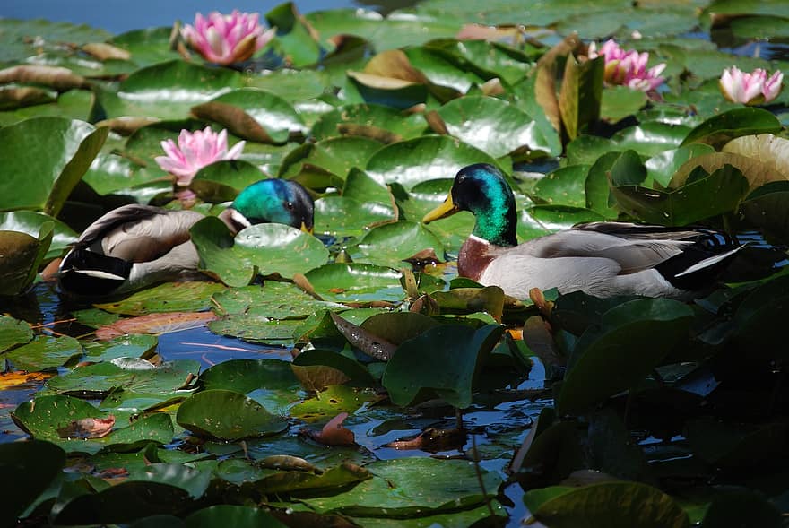 Mallards, Ducks, Birds, Water Lilies, Lake, Waterfowls, Water Birds, Aquatic Plants