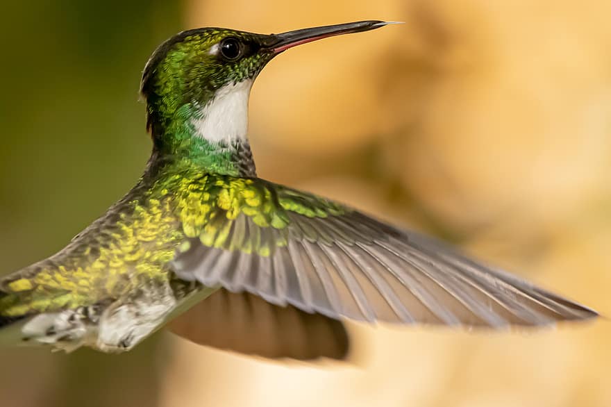 fugl, ornitologi, arter, fauna, avian, dyr, dyreliv, nebb, hummingbird, Argentinsk kolibri, fjær