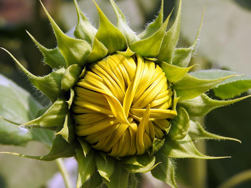 Sunflower, Flower Bud, Yellow Flower, Common Sunflower, Background, Blooming, Blossom, Sunflower Field, Flora, Garden, close-up