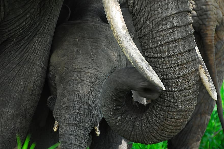 ช้าง, เลี้ยงลูกด้วยนม, ธรรมชาติ, ป่า, แอฟริกา, Tarangire, ประเทศแทนซาเนีย, ครอบครัว, การป้องกัน, ความเป็นป่า, สัตว์ในป่า