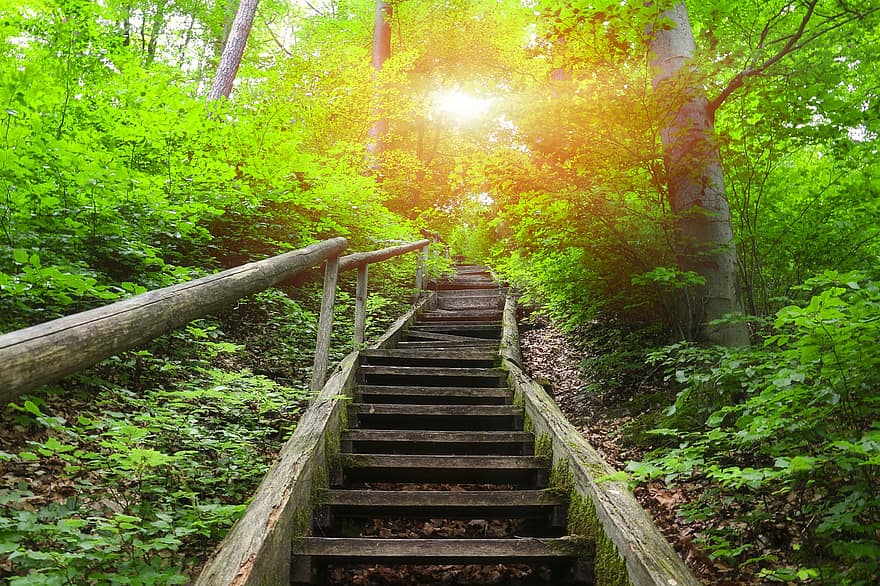 les, Jacobův žebřík, schody, slunečního světla, stromy, rostlin, listy, kroky, schodiště, park, Příroda