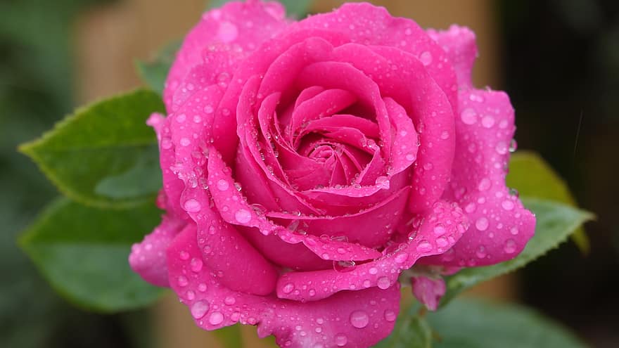 розов, дъжд, природа, красота