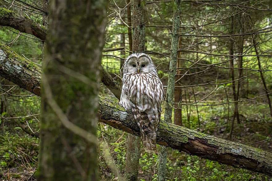 Ural Owl, Strix Uralensis, Bird, Nature, Wildlife, Bird Of Prey, Animal, Feathers, Animals In The Wild, Outdoors, Woods