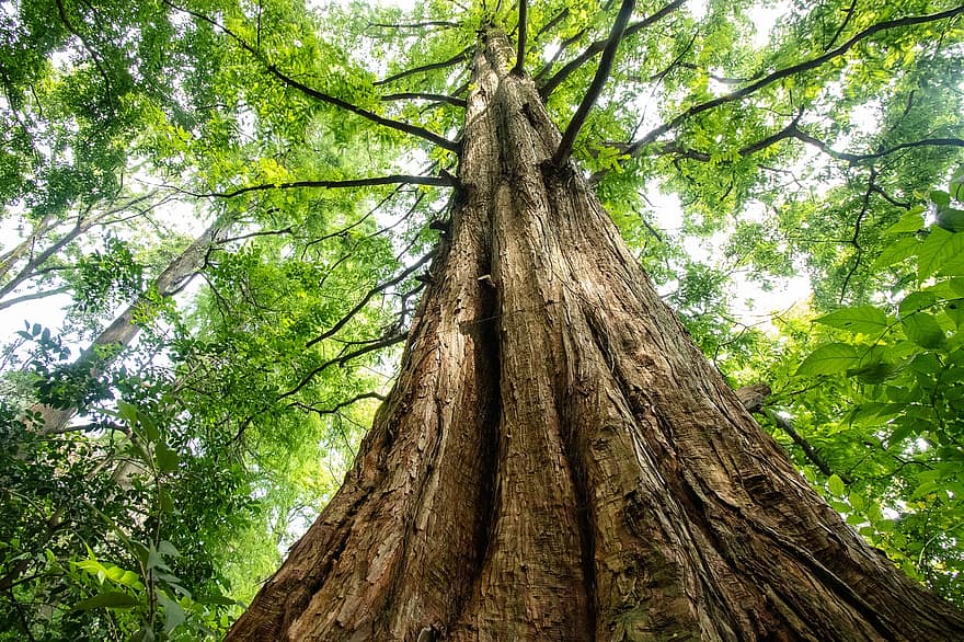metasequoia, arbre, tronc de l'arbre, bosc, boscos, estiu, fulles