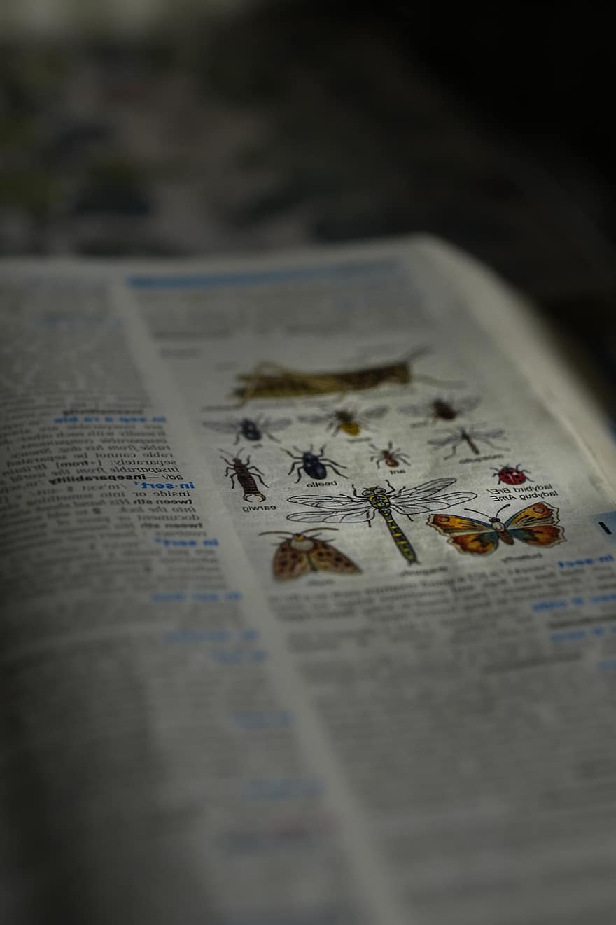boek, entomologie, studie, woordenboek