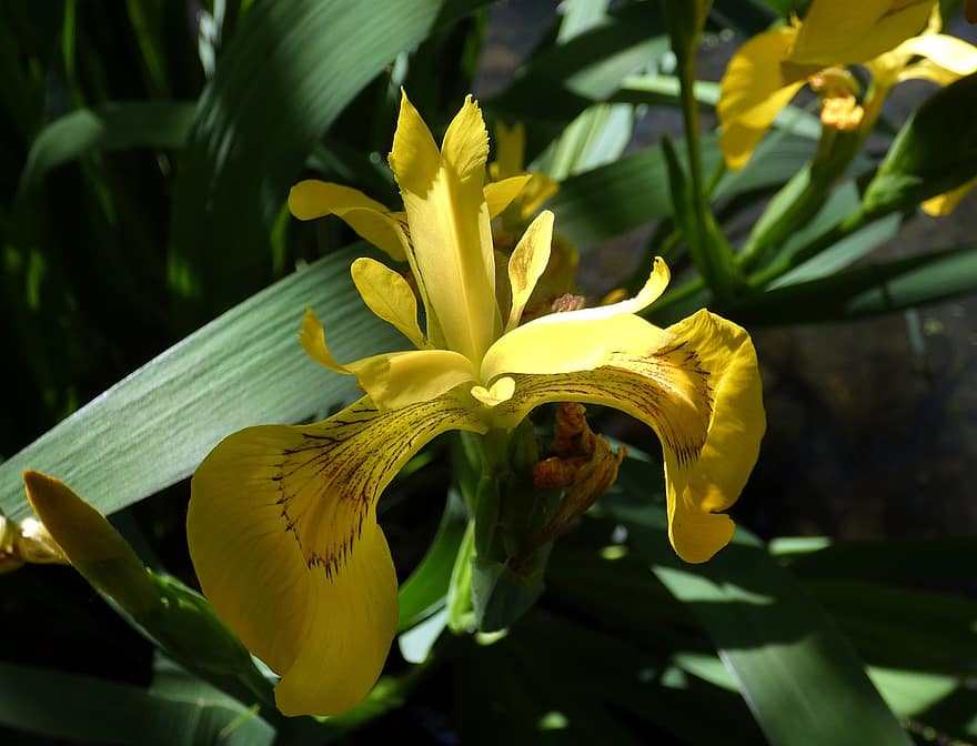 iris, iris des marais, iris kuning, Pseudocorus, api, bunga, kuning