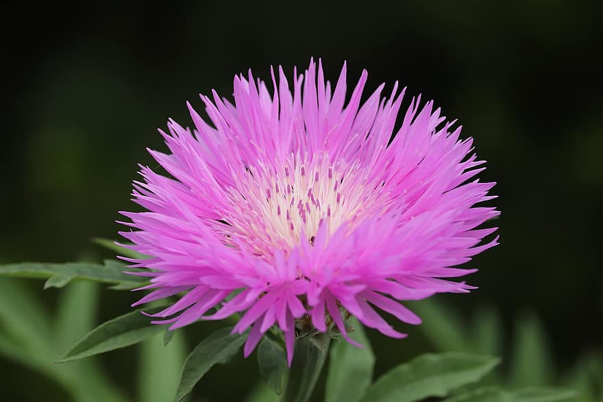Psephellus Dealbatus, knapweed, lyserød, blomstre, flor, blomst, sommer, kompositter, tæt på, lyse