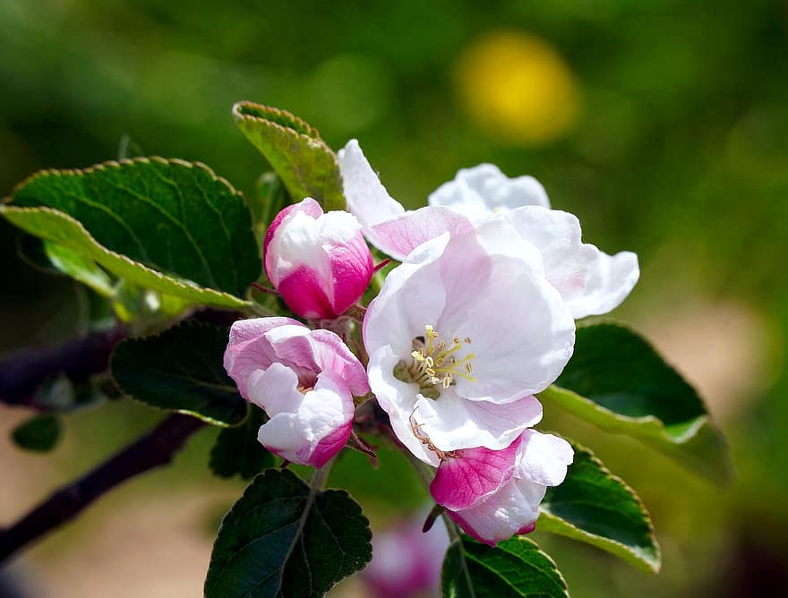 Apple, Flowers, Branch, Tree, Apple Blossoms, Petals, Buds, Bloom, Blossom, Spring, Nature
