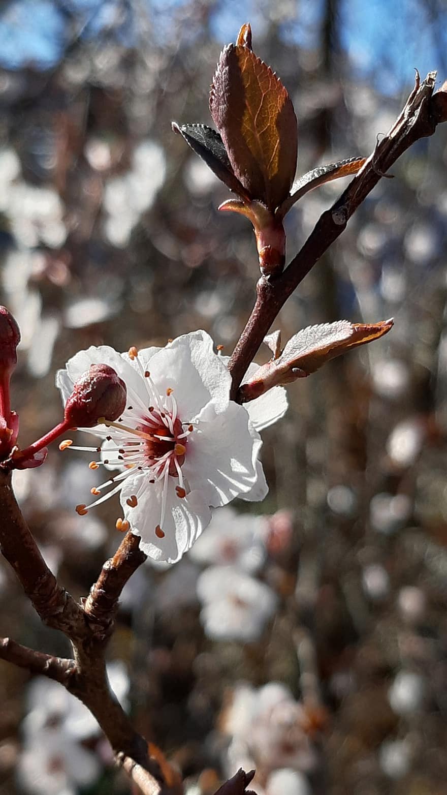 Sakura, virágok, cseresznye virágok, fehér szirmok, szirmok, virágzás, virágzik, növényvilág, tavaszi virágok, természet, közelkép