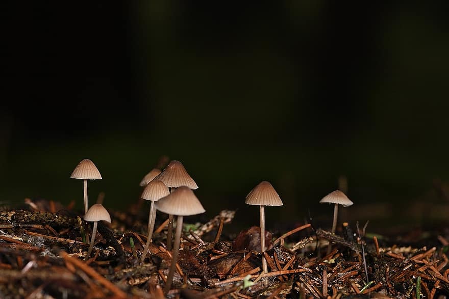 cogumelos, Capacetes, pequenos cogumelos, chão da floresta, inverno, natureza, fechar-se, outono, fungo, temporada, floresta