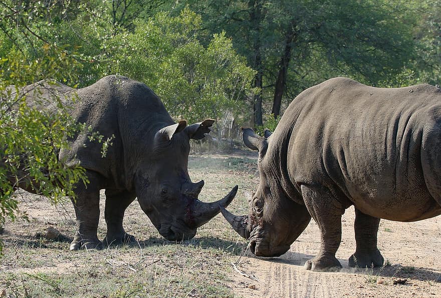 носорог, носороги, животные, борьба, млекопитающих, зоопарк, рога, большое животное, живая природа, мир животных, природа