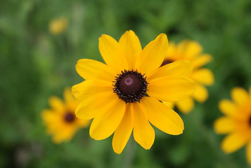Rudbeckia, ดอกไม้, ดอกไม้สีเหลือง, กลีบดอก, กลีบดอกสีเหลือง, เบ่งบาน, ดอก, พฤกษา, ปลูก, ธรรมชาติ, ฤดูร้อน