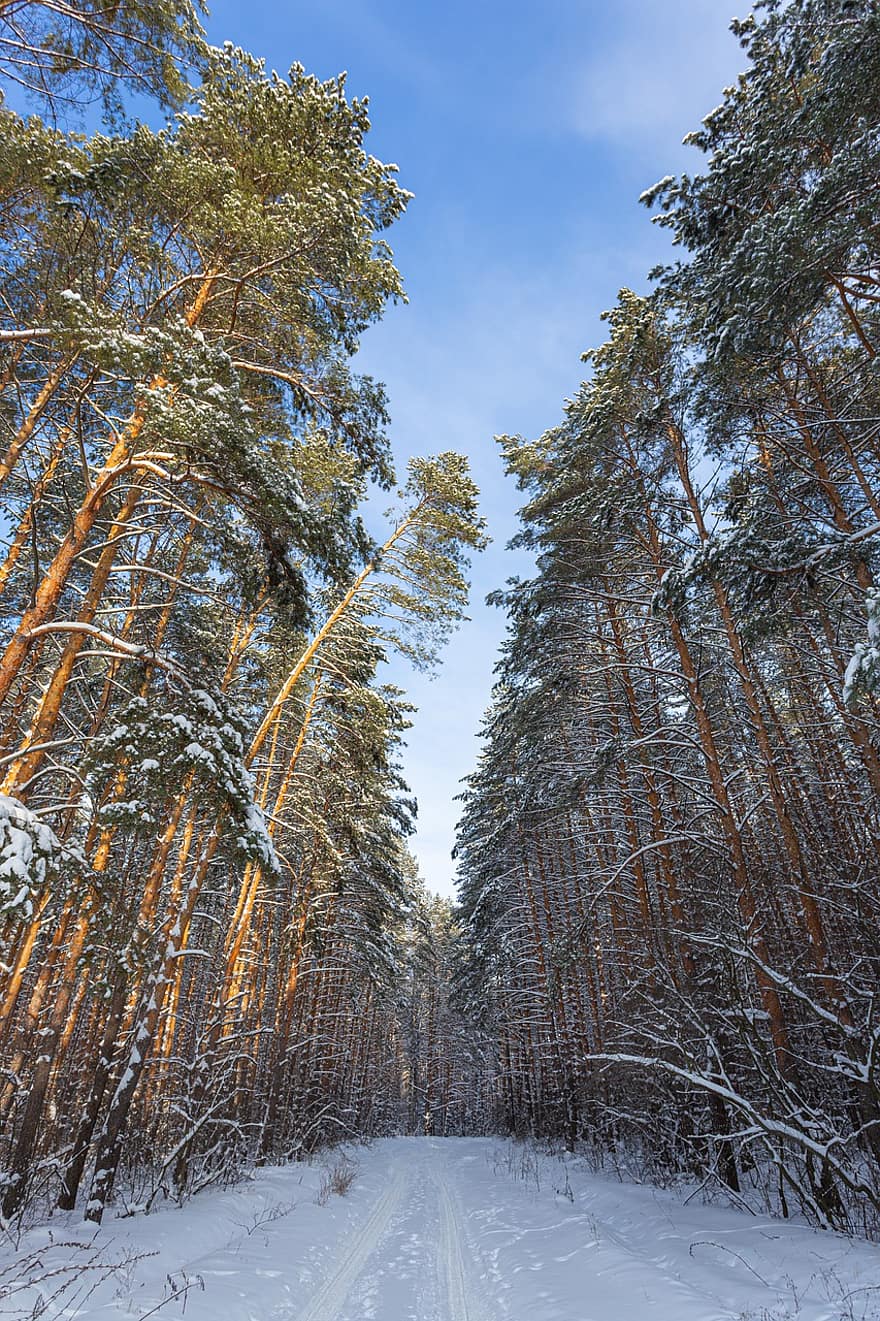 木、道路、森林、雪、冬、雪の吹きだまり、シーズン、風景、青、松の木、霜