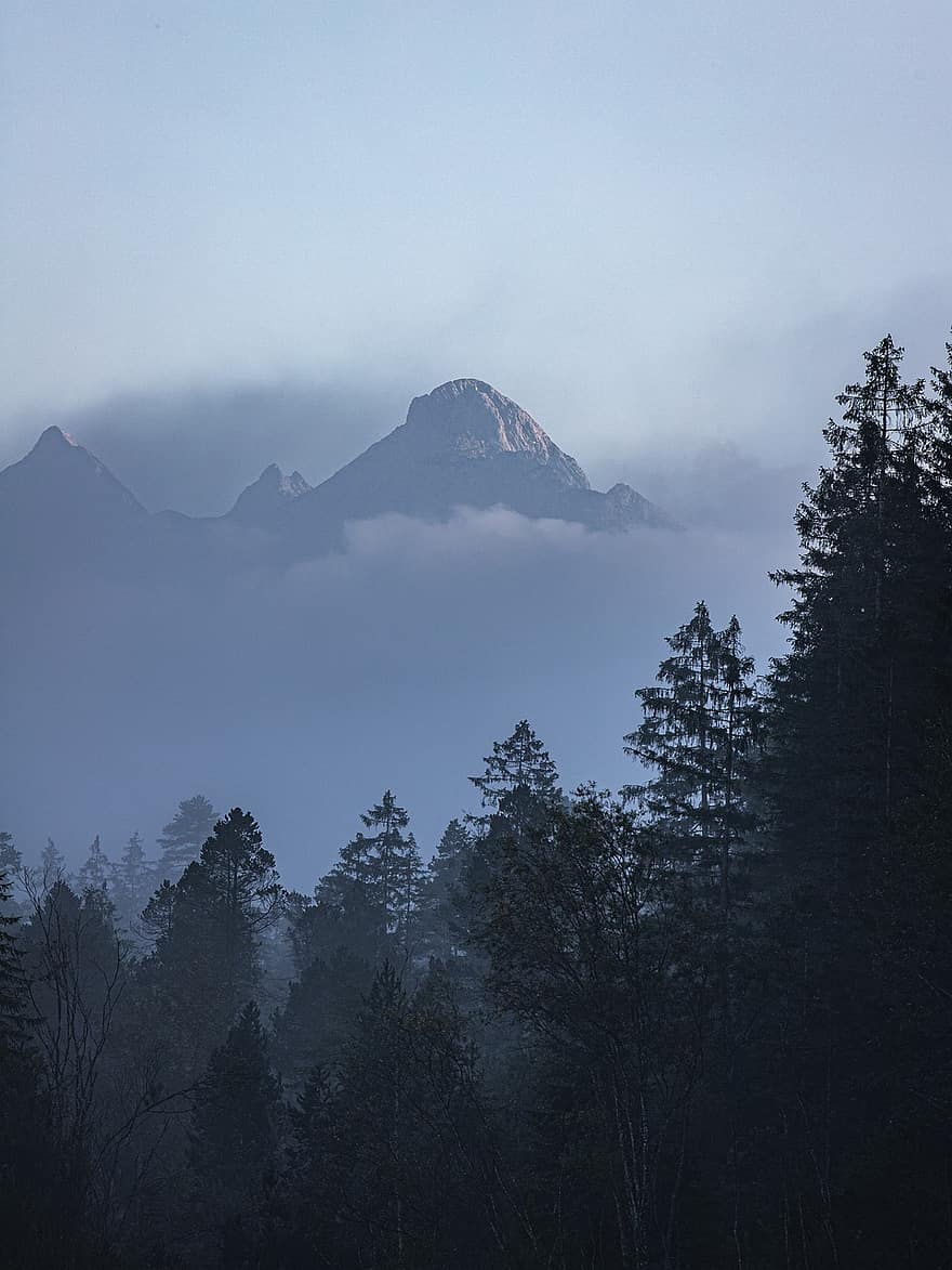 Berge, Nebel, Bäume, Wald, Nadelbäume, Nadelholz, Tanne, Wolkenmeer, Alpen, alpin, Landschaft