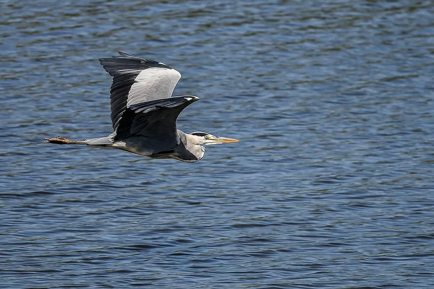 gray heron, bird, flying
