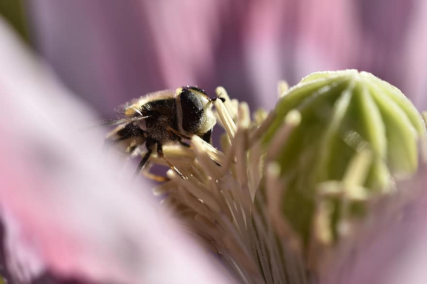 bi, insekt, blomst, kronblade, pollen, valmue