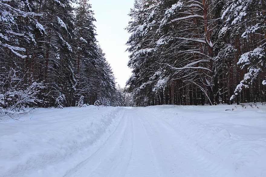 raksturs, ziemā, ceļš, koki, mežs, sniegs, ārā, sezonā, meži, koks, ainavu