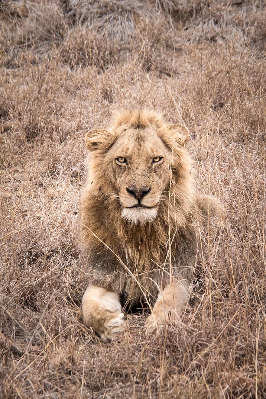 Lew, dzikiej przyrody, safari, Afryka, zwierzę, dziki, mięsożerne, siła, niebezpieczny, drapieżnik, król