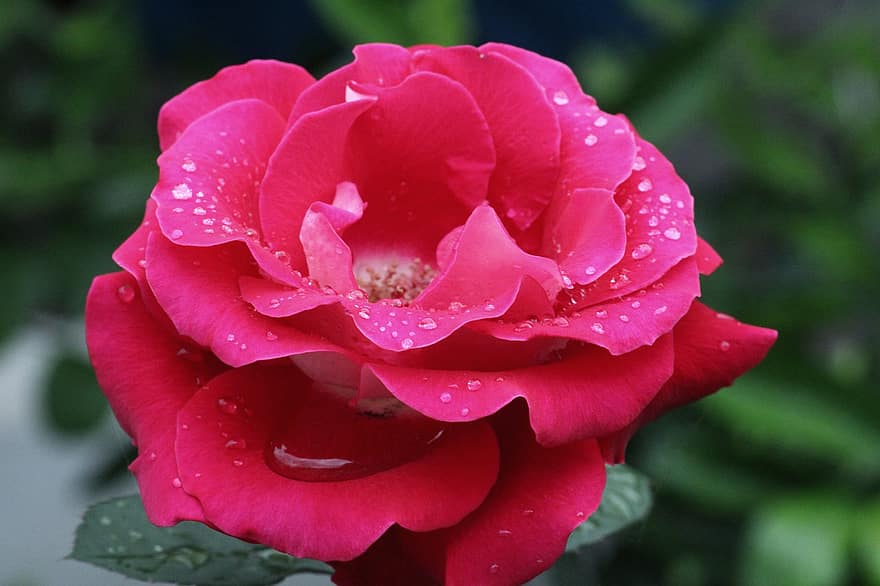 Роза, цветок, завод, розовая роза, розовый цветок, роса, мокрый, капли росы, лепестки, цветение, природа