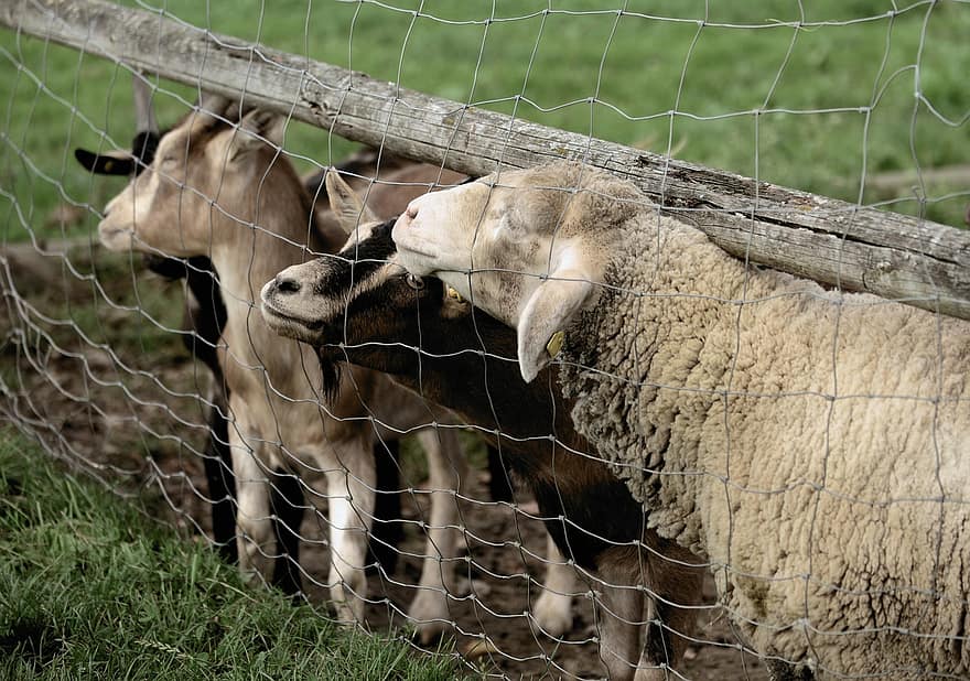 cừu, dê, động vật, hàng tồn kho, động vật có vú, dê nhà, động vật nhai lại, móng guốc, nông trại, sân trang trại, đồng cỏ