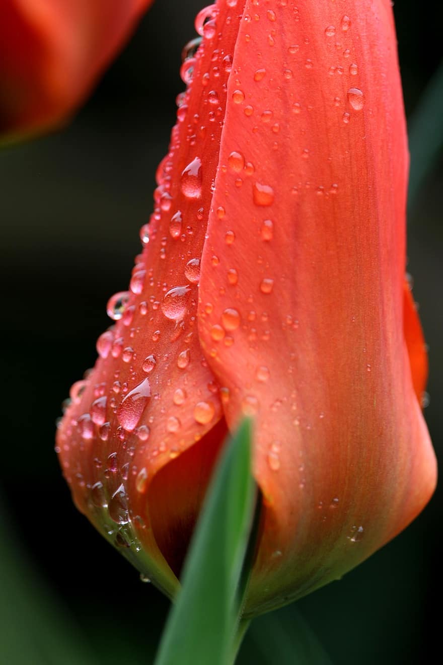 tulipán, flor, planta, gota de agua, gotitas de agua, tulipán rojo, jardín, primavera, floración, flora, naturaleza