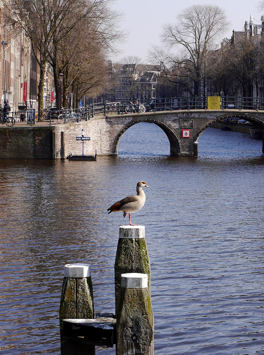 Amsterdam, Nederland, Hollands Kanaal, brug, gans, Uitzicht op de gracht, water, oude brug, rivier-, stad, stadscentrum