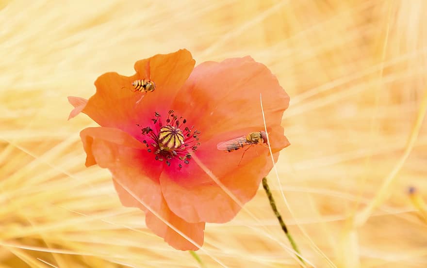 Poppy, Flowers, Insects, Nectar, Pollen, Environment, Nature, Red, Field, Plants, Fields