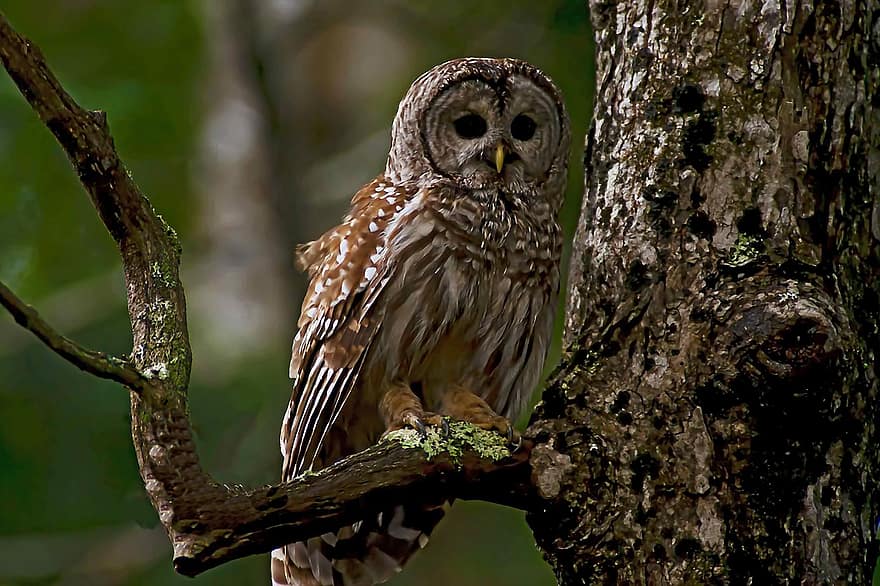 Barred Owl, Black Eyes, Birds, Nature, animals in the wild, bird of prey, beak, feather, branch, tree, animal eye