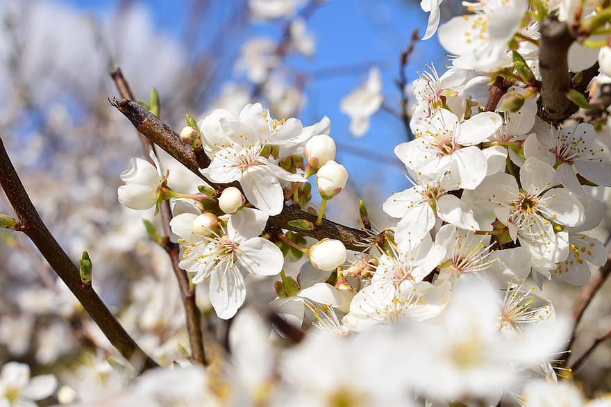 blommor, vår, natur, knoppar, april, äpple, päronträd, grenar, blomma, flora, trädgård